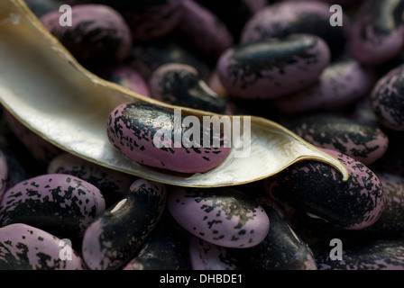 Runner Bean Phaseolus Coccineus. Bohnen der fleckige schwarz und lila Farbe mit offen trocknen Pod mit einzelnen Bohne geschält Stockfoto