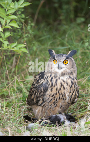 Eurasische Adler-Eule mit Beute am Boden, Bubo Bubo, Deutschland, Europa Stockfoto