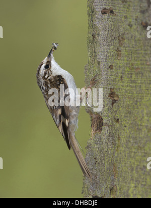 Eurasische Waldbaumläufer mit Beute am Verschachtelung Loch, Certhia Familiaris, Deutschland, Europa Stockfoto