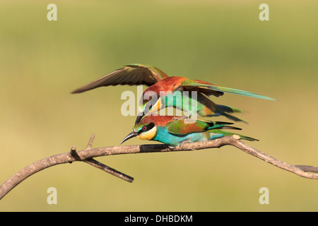 Europäische Bienenfresser (Merops Apiaster) paar Paarung auf Ast. Lleida. Katalonien. Spanien. Stockfoto