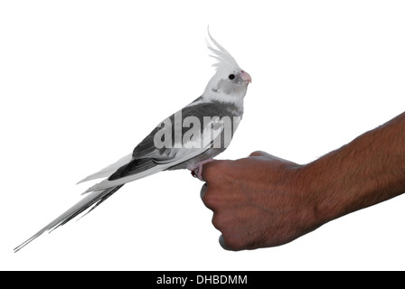 Zahmen Haustier Vogel Nymphensittich (Nymphicus Hollandicus) Papagei stehend auf einer Hand Whiteface Mutation isoliert auf weißem Hintergrund Stockfoto