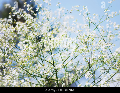 Krambe, Krambe Cordifolilia, Detail der Blumen wachsen an der Pflanze im Freien. Stockfoto