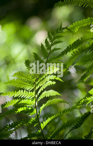 Wurmfarn, Dryopteris Filix-Mas, Nahaufnahme von grünen Wedel zeigen Muster. Stockfoto