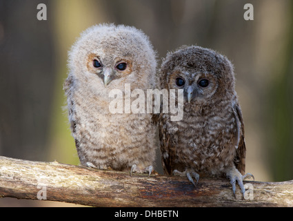 Zwei junge Waldkauz in einem Baum, Strix Aluco, Deutschland, Europa Stockfoto