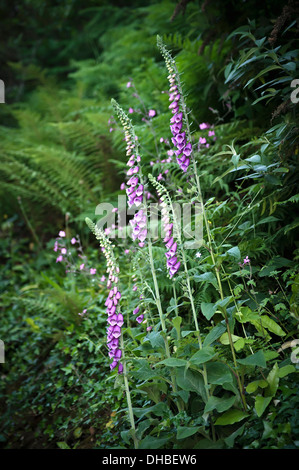 Fingerhut, Digitalis Purpureae, hohen Stängel wachsen wild in Cornwall, Großbritannien. Stockfoto