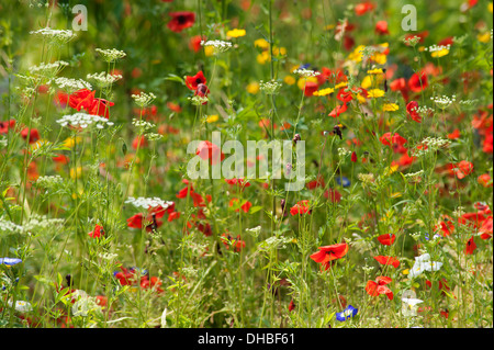 Mohn, Papaver Rhoeas in eine Wildblumenwiese. Stockfoto