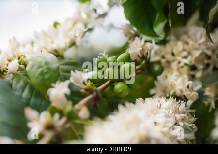 Kaffee, Coffea Arabica, Blütentrauben auf Stiel mit Bohnen bilden. Stockfoto