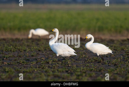 Drei Zwergschwäne auf einem abgeernteten Feld, Cygnus Bewickii, Deutschland, Europa Stockfoto