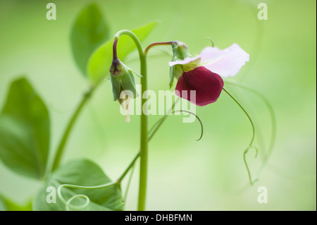 Erbse, Pisum Sativum 'Purple all'. Zweifarbige lila und weißen Erbse Blume auf gebogenen Schaft. Stockfoto