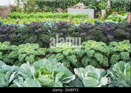 Grünkohl Brassica Oleracea Acephala. Hampton Court 2009. Winchester Züchter der wachsenden Geschmack Schrebergarten. Zeilen der wachsenden Stockfoto