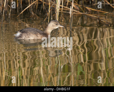 Zwergtaucher schwimmen, Tachybaptus Ruficollis, Deutschland, Europa Stockfoto