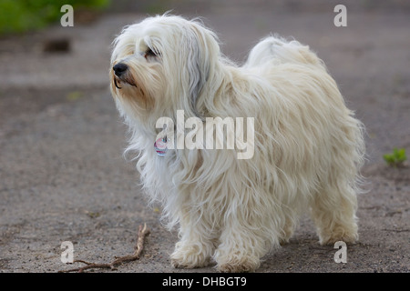 Ein Hund steht auf der Straße und in die Ferne schaut, wird neben dem Hund eine kleine Stick. Stockfoto