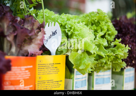 Kopfsalat Lactuca Sativa 'Lollo Bionda' mit anderen Salat und Koriander in recycelten Containern in Hampton Court 2009 wachsen. Stockfoto