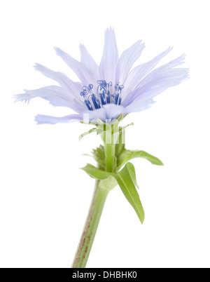 Nahaufnahme des blauen Chicorée Blume isoliert auf weißem Hintergrund mit geringen Schärfentiefe. Stockfoto