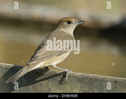 Eurasische Mönchsgrasmücke Sylvia Atricapilla, Deutschland, Europa Stockfoto