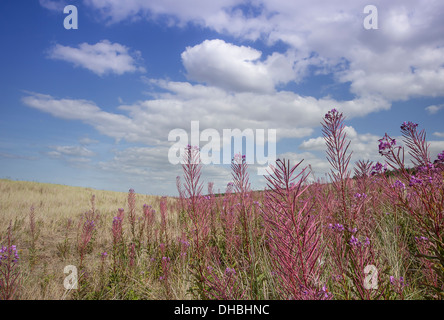 Rosebay Weidenröschen Chamerion Augustifolium, wachsen wild in Holkham, Norfolk, England. Stockfoto