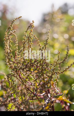 Rote Bete, Beta Vulgaris ' Dewing des Early' in Blüte. Grüne Blume Spitzen auf dunklen roten verzweigten Stielen. Stockfoto