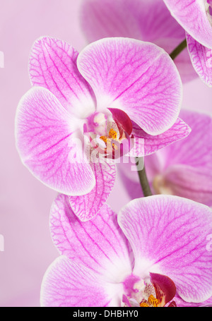 Nahaufnahme von Phalaenopsis Orchidee Blüten mit geringen Schärfentiefe vor rosa Hintergrund isoliert. Stockfoto