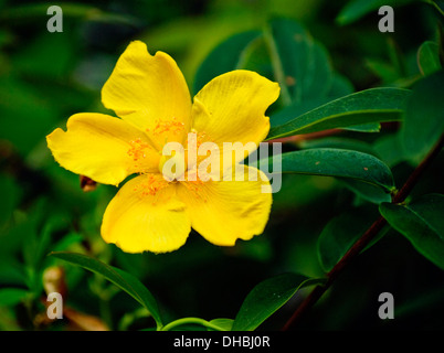 Sommer Hypericum, hinterlässt schöne gelbe Blume grün grün im Hintergrund hautnah Stockfoto