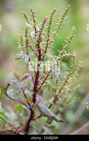 Rote Bete, Beta Vulgaris ' Dewing des Early' in Blüte. Grüne Blume Spitzen auf dunklen roten verzweigten Stielen. Stockfoto