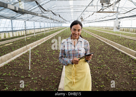 Ein Gewächshaus in einer Gärtnerei Bio Blumen zu wachsen. Eine Frau mit einem digitalen Tablet. Stockfoto