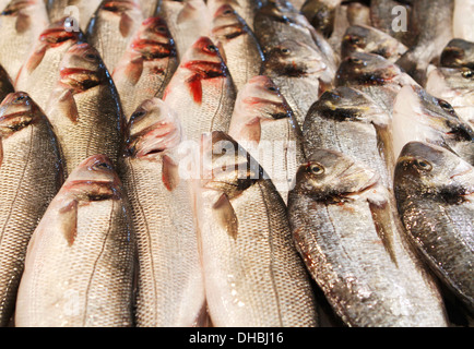 Verschiedene Fischarten gesehen am Markt der Stadt Palma de Mallorca, Spanien Stockfoto