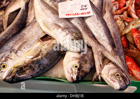 Verschiedene Fischarten gesehen am Markt der Stadt Palma de Mallorca, Spanien Stockfoto