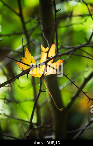 Feldahorn, Acer Campestre. Ein Goldenes Herbst Blatt gefangen auf Weißdorn Zweigen. Stockfoto