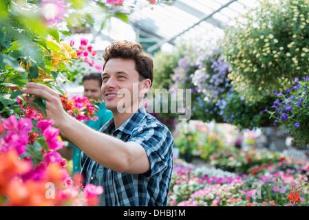 Ein Gewächshaus in einer Gärtnerei Bio Blumen zu wachsen. Zwei Männer arbeiten, deadheading Pflanzen und Blumenampeln überprüfen. Stockfoto