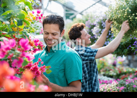 Ein Gewächshaus Bio Blumen zu wachsen. Zwei Männer arbeiten, deadheading Pflanzen und Blumenampeln überprüfen. Stockfoto