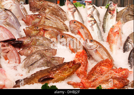 Verschiedene Fischarten gesehen am Markt der Stadt Palma de Mallorca, Spanien Stockfoto