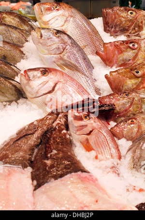 Verschiedene Fischarten gesehen am Markt der Stadt Palma de Mallorca, Spanien Stockfoto