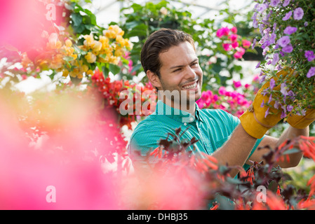 Ein Gewächshaus in einer Gärtnerei Bio Blumen zu wachsen. Mann arbeiten, Überprüfung und Pflege von Blumen. Stockfoto