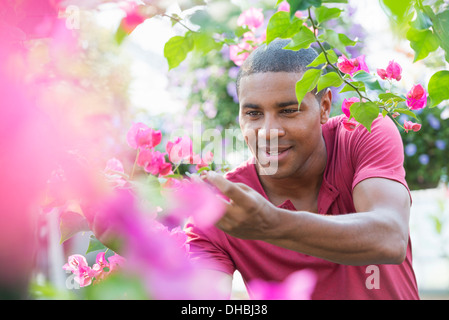 Ein Gewächshaus in einer Gärtnerei Bio Blumen zu wachsen. Mann arbeiten, Überprüfung und Pflege von Blumen. Stockfoto