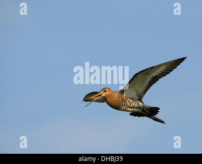 Fliegende Uferschnepfe, Limosa Limosa, Deutschland, Europa Stockfoto