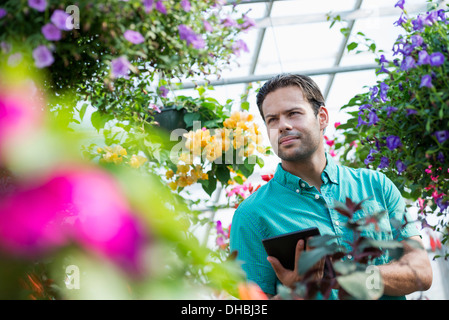 Ein Gewächshaus in einer Gärtnerei Bio Blumen zu wachsen. Der Mensch arbeitet, mit einem digital-Tablette. Stockfoto