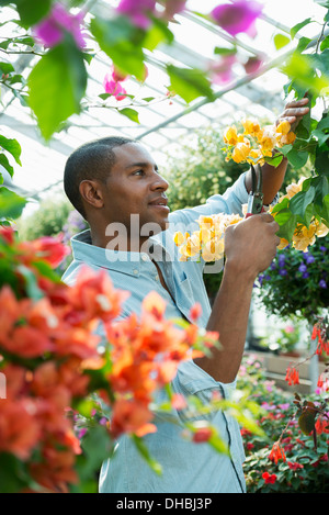 Ein Gewächshaus in einer Gärtnerei Bio Blumen zu wachsen. Mann arbeiten, Überprüfung und Pflege von Blumen. Stockfoto