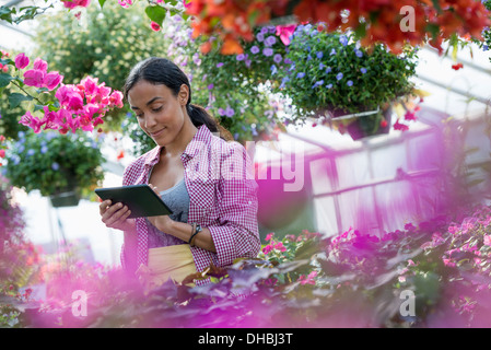 Ein Gewächshaus in einer Gärtnerei Bio Blumen zu wachsen. Der Mensch arbeitet, mit einem digital-Tablette. Stockfoto
