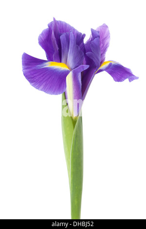 Holländische Iris Blume isoliert auf weißem Hintergrund mit geringen Schärfentiefe. Stockfoto