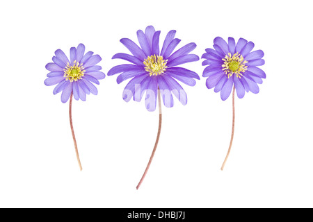 Drei blaue Anemone Blanda Blumen isoliert auf weißem Hintergrund mit Schwerpunkt auf Zentrum Blume Stockfoto