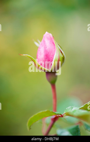 Rose, Rosa "Der großzügige Gärtner", eine einzige Knospe hautnah mit soft-Fokus-Hintergrund. Stockfoto