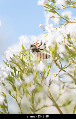 Nahaufnahme von Bienen bestäuben Blumen Baldrian (Valeriana Officinalis) Stockfoto