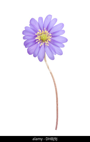 Blaue Anemone Blanda Einzelblüte isoliert auf weißem Hintergrund mit Schwerpunkt auf Zentrum Blume Stockfoto