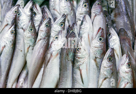 Verschiedene Fischarten gesehen am Markt der Stadt Palma de Mallorca, Spanien Stockfoto