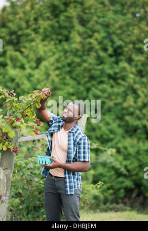 Wenn man auf einem Bio-Bauernhof Blackberry Früchte pflückt. Ein Mann bis zu Abholung Beeren. Stockfoto