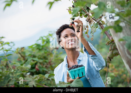 Eine Frau bis zu Abholung Beeren aus einem Blackberry Busch auf einem Bio-Obst-Bauernhof. Stockfoto