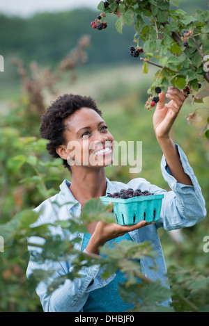 Eine Frau bis zu Abholung Beeren aus einem Blackberry Busch auf einem Bio-Obst-Bauernhof. Stockfoto