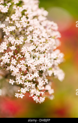 Blume Closeup von Baldrian (Valeriana Officinalis) Stockfoto