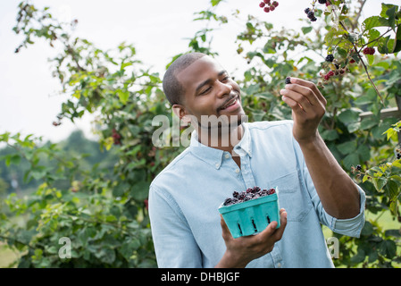 Ein Mann bis zu Abholung Beeren aus einem Blackberry Busch auf einem Bio-Obst-Bauernhof. Stockfoto