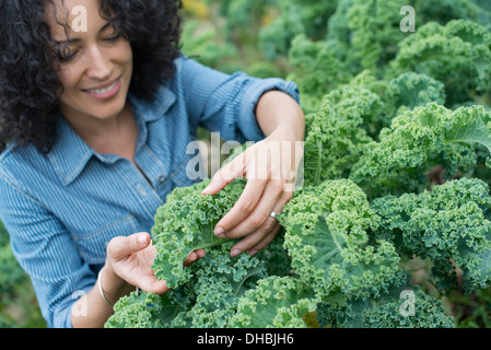 Bio Gemüse-Bauernhof. Eine Frau unter der frische Grünkohl-Ernte. Stockfoto